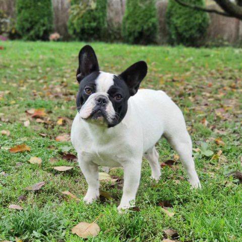 Casper - Papà Bulldog Francese