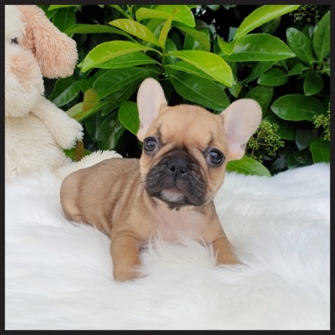 Fiona 