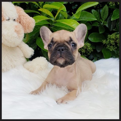 Filip  cucciolo bulldog francese Fulvo - Beige