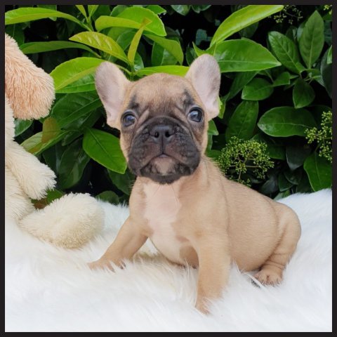 Franz  cucciolo bulldog francese Fulvo - Beige
