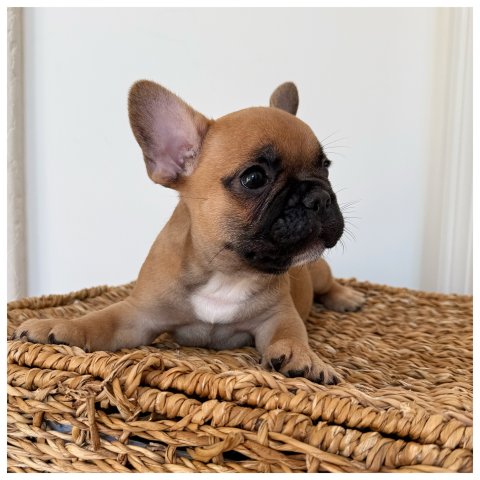 Betty  cucciolo bulldog francese Fulvo