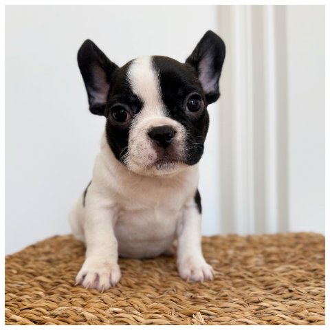 Pabro - Cucciolo Bulldog Francese Maschio