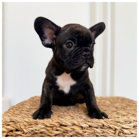Paco - Cucciolo Bulldog Francese Maschio