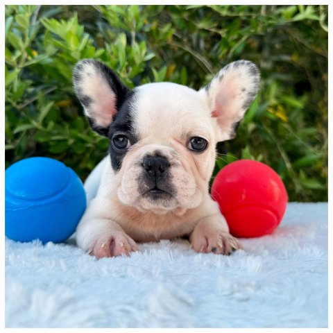 Pamy  cucciolo bulldog francese Caille - Bianco Nero