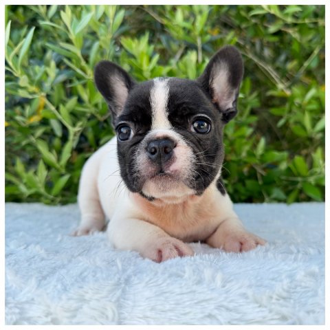 Penny  cucciolo bulldog francese Caille - Bianco Nero