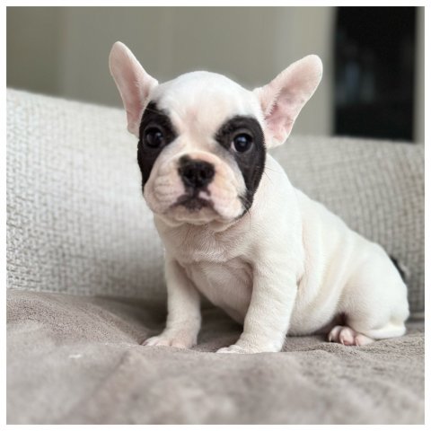 Perla  cucciolo bulldog francese Caille - Bianco Nero