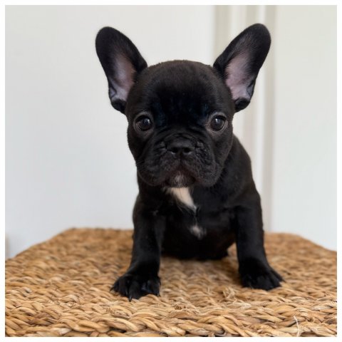Perla - Cucciolo Bulldog Francese Femmina