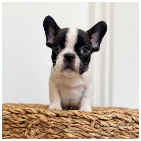 Poldo - Cucciolo Bulldog Francese Maschio