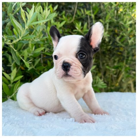 Pretty  cucciolo bulldog francese Caille - Bianco Nero