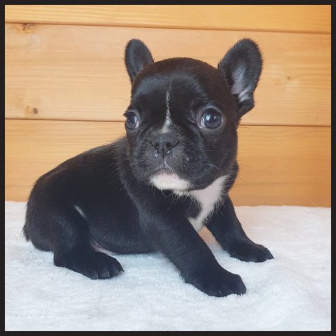 Renée 
