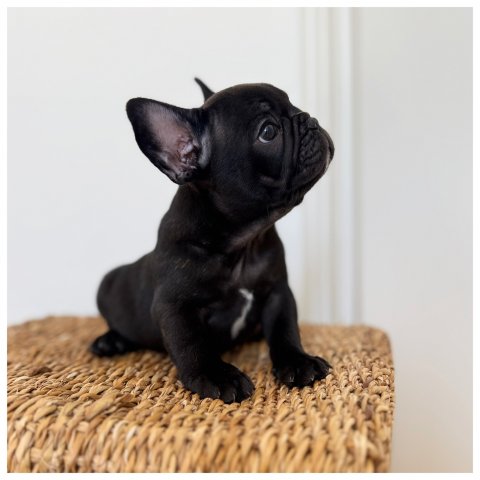 Rudolph  cucciolo bulldog francese Bringee - Nero 